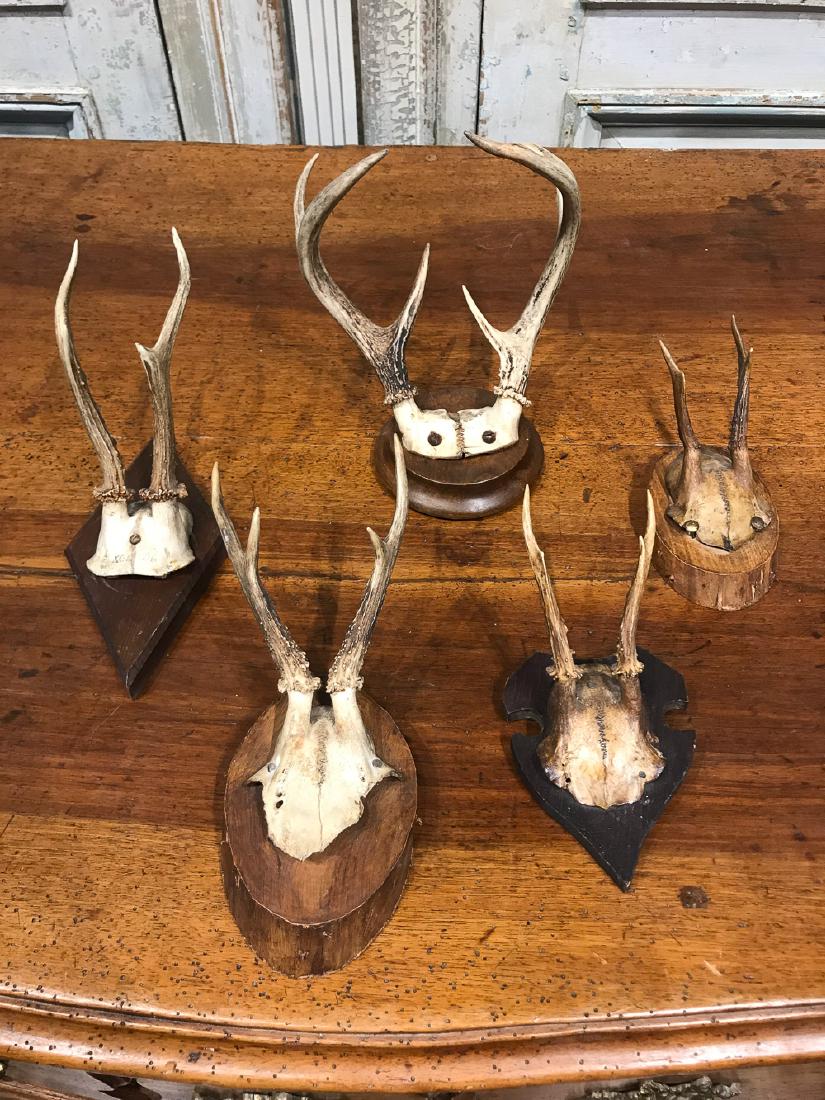 Group Of 5 Black Forest Roe Buck Mounts (1 of 2)