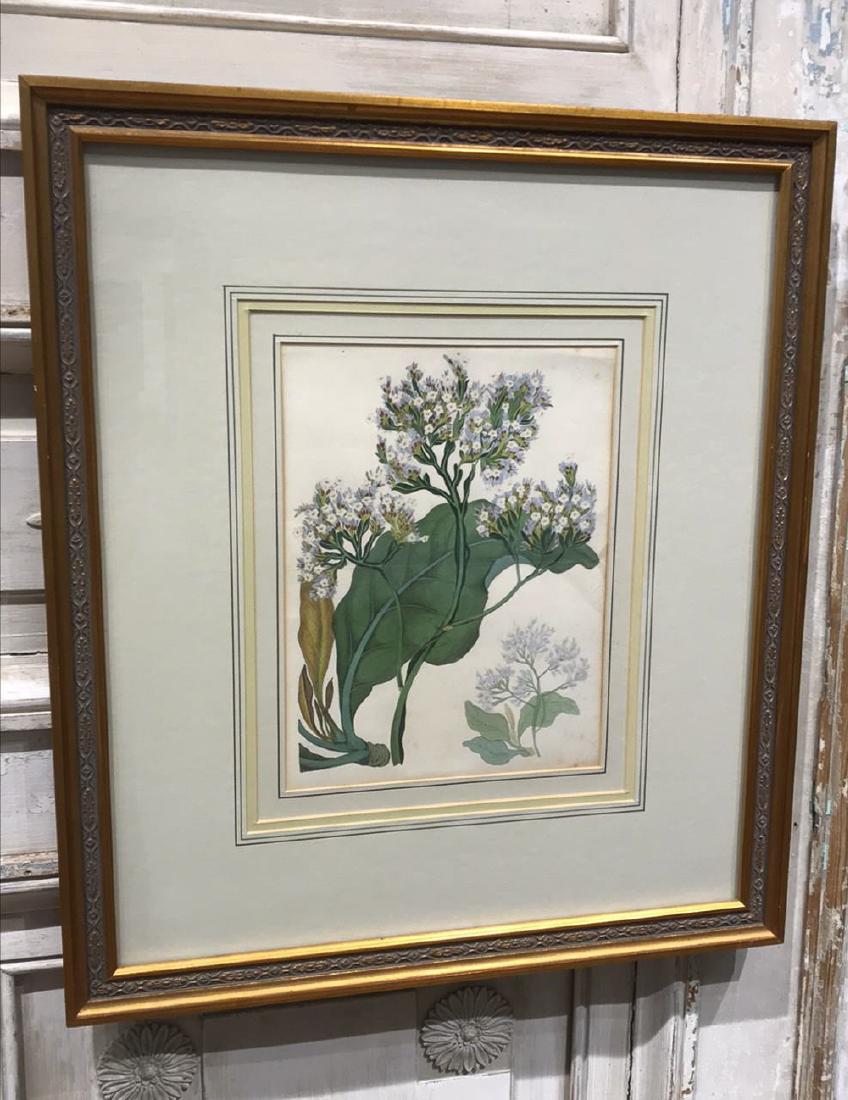 Framed Botanical Engraving (1 of 3)
