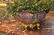 Chinese Cloisonne Planter.