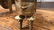 Pair Of French Bronze Chenet. - 8