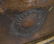 Signed P. Gasq, French Bronze Woman. - 10