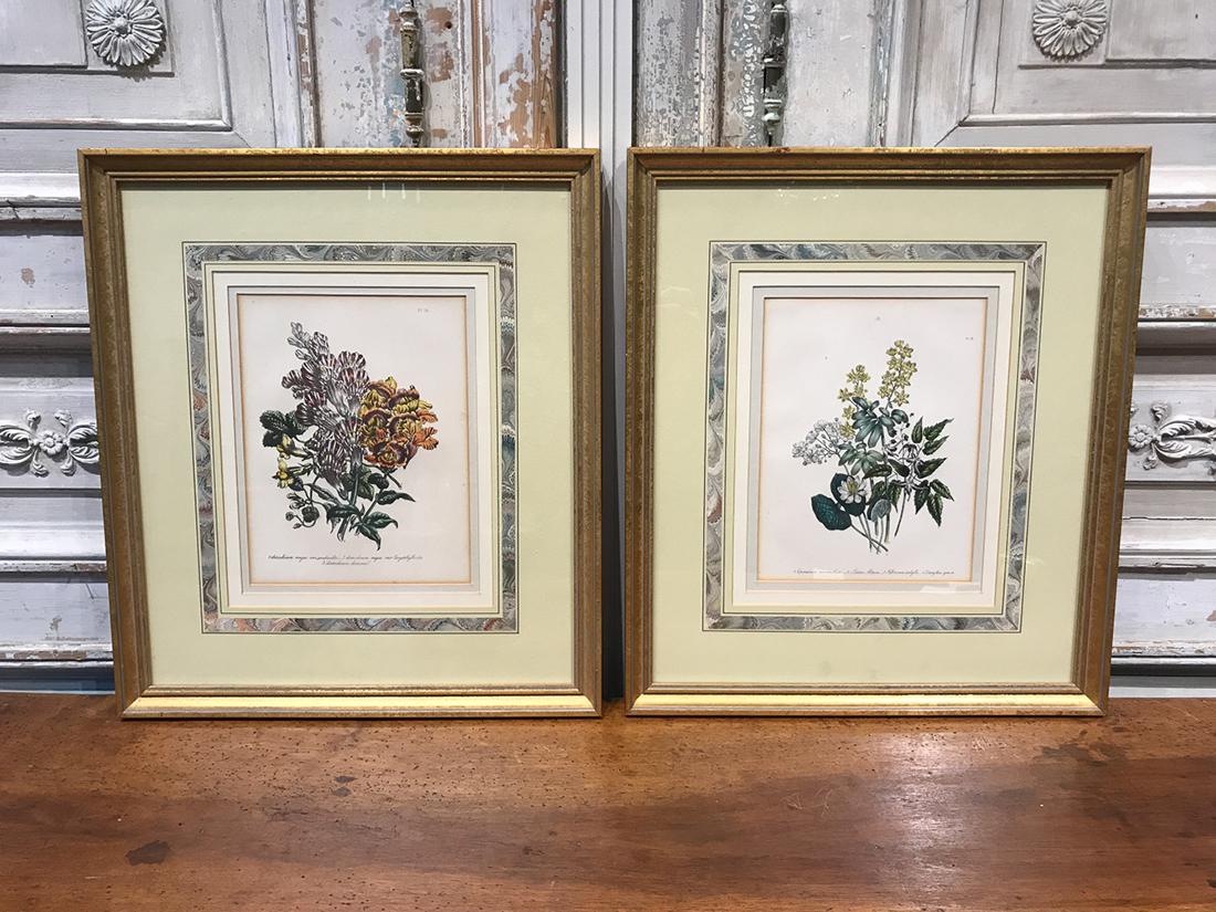 Pair Of English Botanical Engravings (1 of 3)