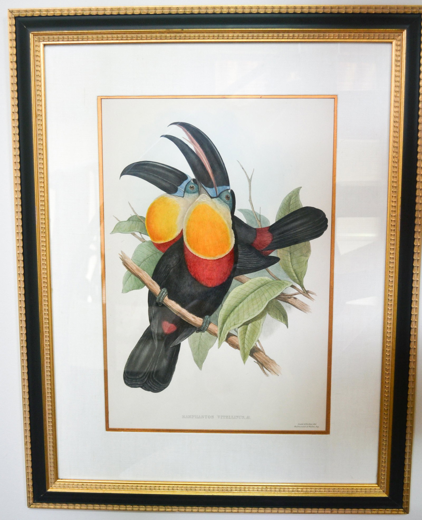 J. Gould & Richter Original Toucans, Pair: Original Hand- Colored Engravings. C 1890. Hallmandell & Walton. Tramphastos Vitellinus And Ramphastos Citreopygus. Museum Matted, Gold Fillets, Custom Black And Gold Frames. Image Size: 20"h X 13" W.