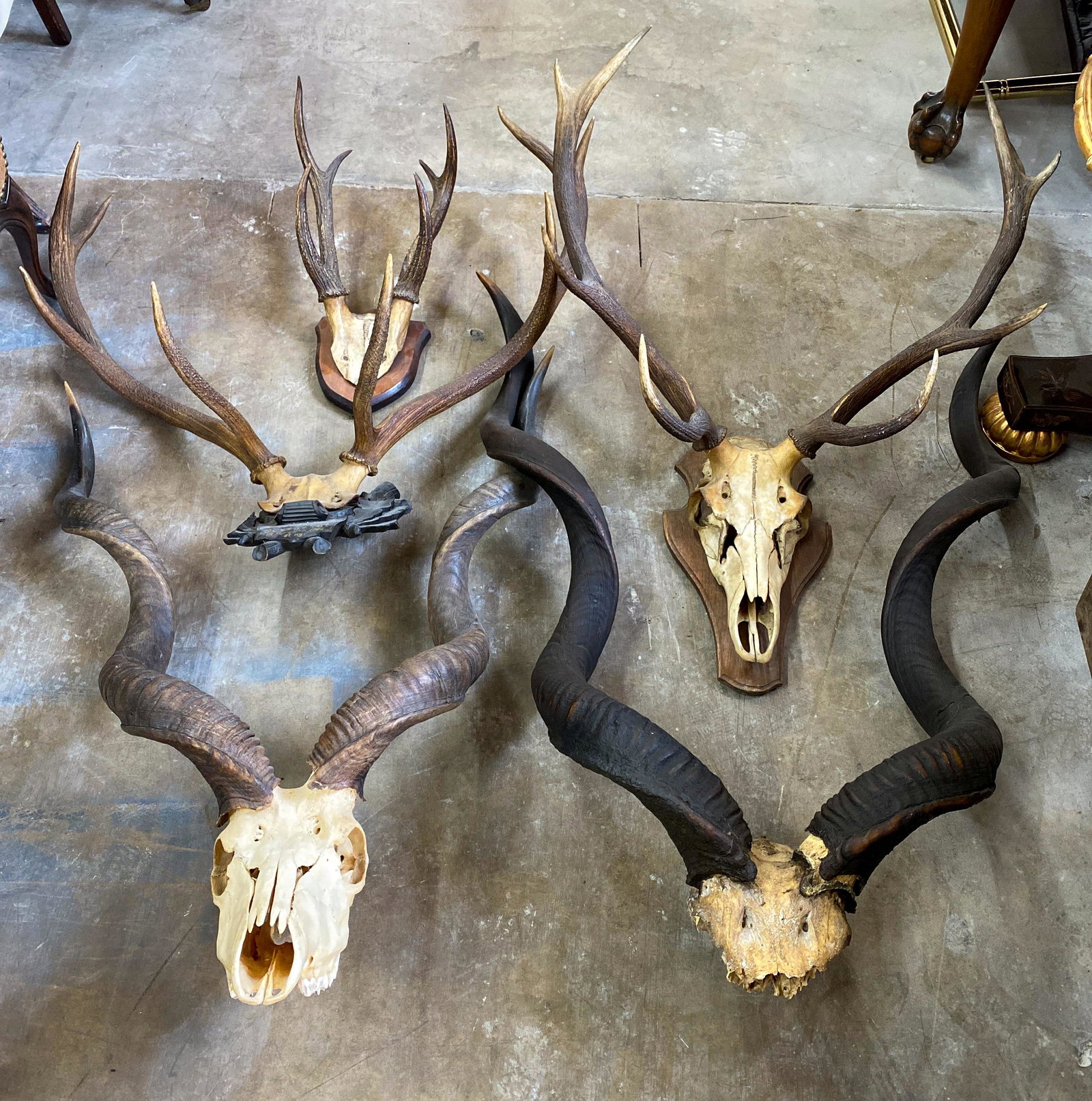 5 Antlers: Largest is 53x36