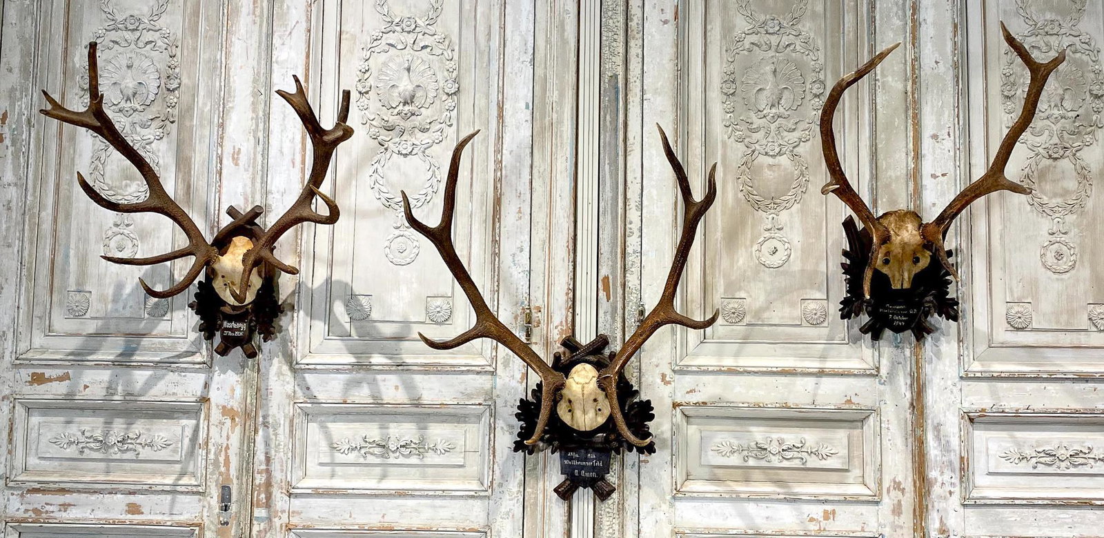 3 Mounted Sets Of Red Stag Antlers: See Photos For Details And Inscriptions. 1926-1947. Center Is 46x34. Perfect Instant Collection For Your Wall Installation. Germany.