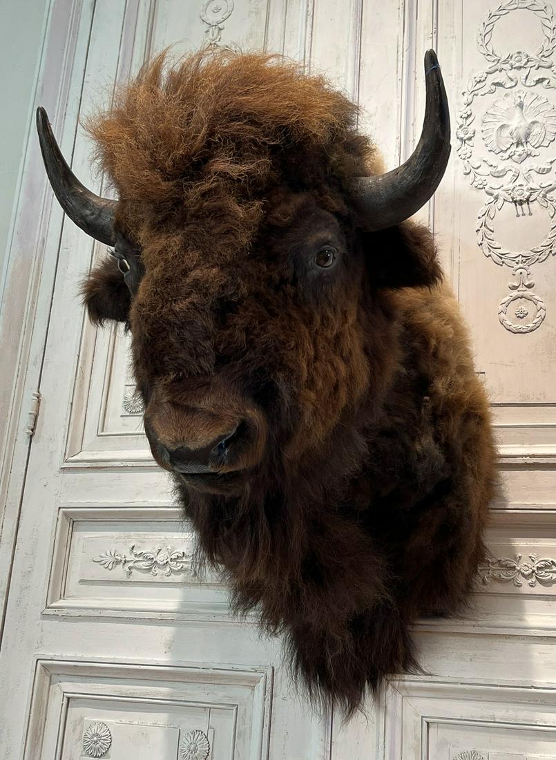 Taxidermy Bison Buffalo Head (1 of 11)