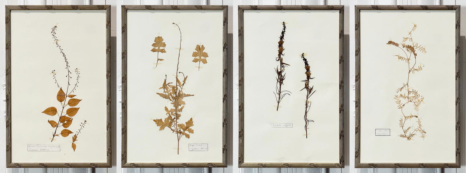 Four English Botanical Specimens Framed (1 of 13)