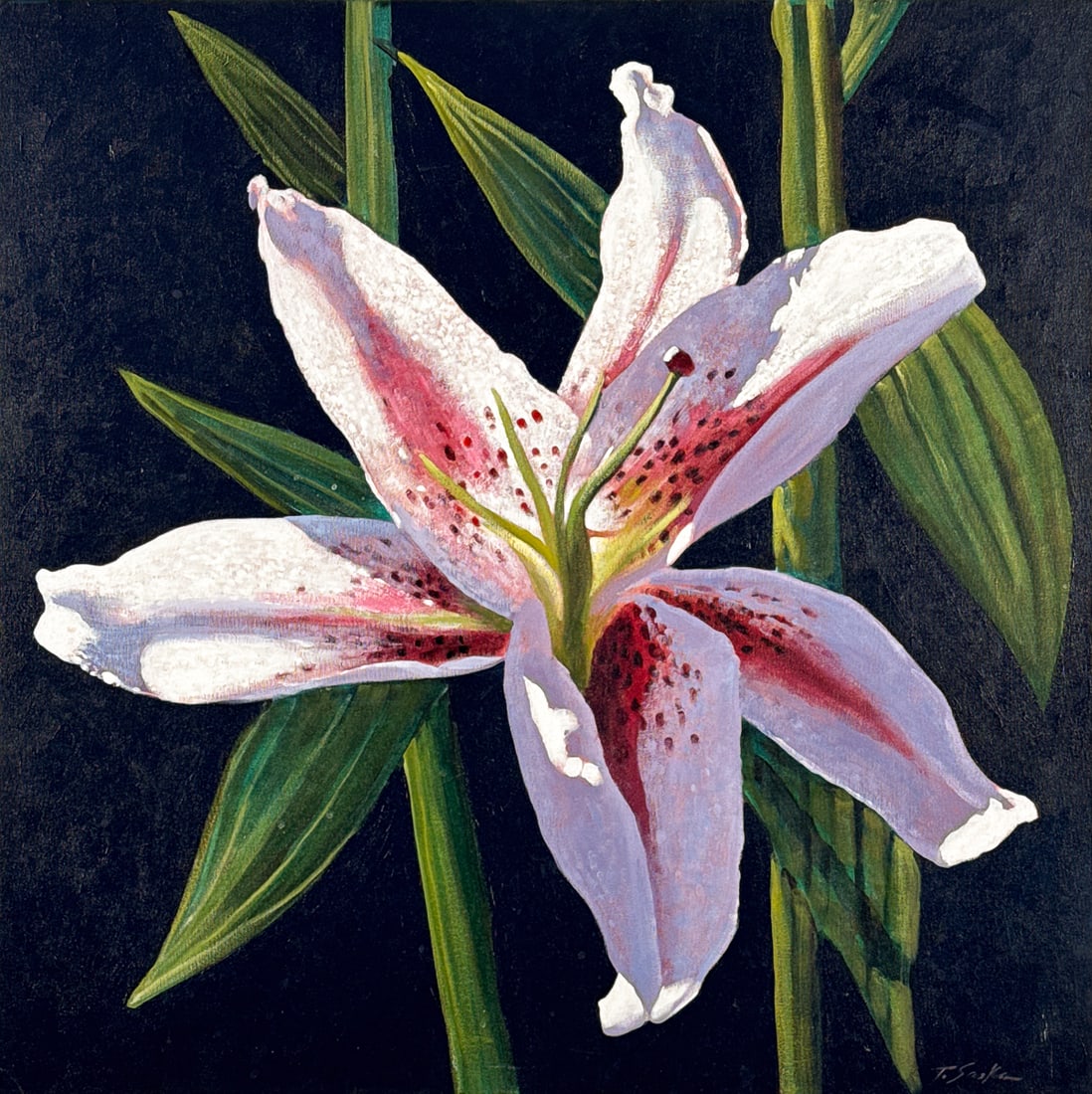 Tim Saska, American, Texas, 1935-2006: Tim Saska, American, Texas, 1935-2006, Lily Floral Still Life, Oil On Canvas, Signed Lower Right, Canvas With Finished Edge, 30 X 30 X 0.75 Inches, Paint Surface Stable, Dust On Top Edge, Presents Wel