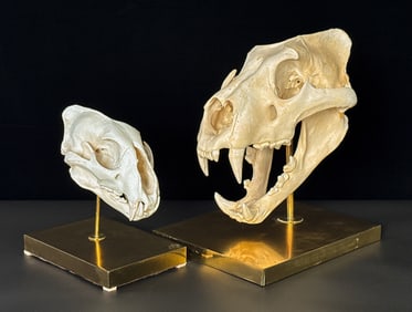 Two Large Cat Skulls On Brass Stands