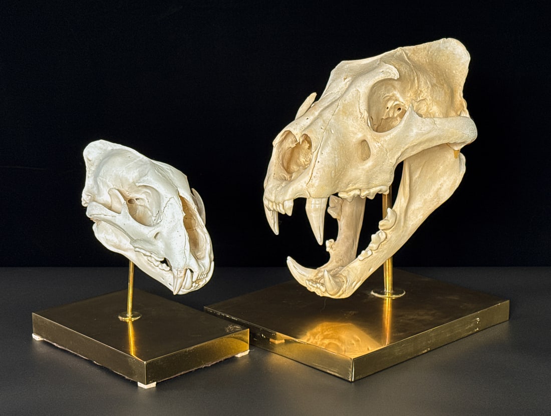 Two Large Cat Skulls On Brass Stands (1 of 6)