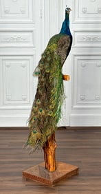 Taxidermy Peacock On Stand