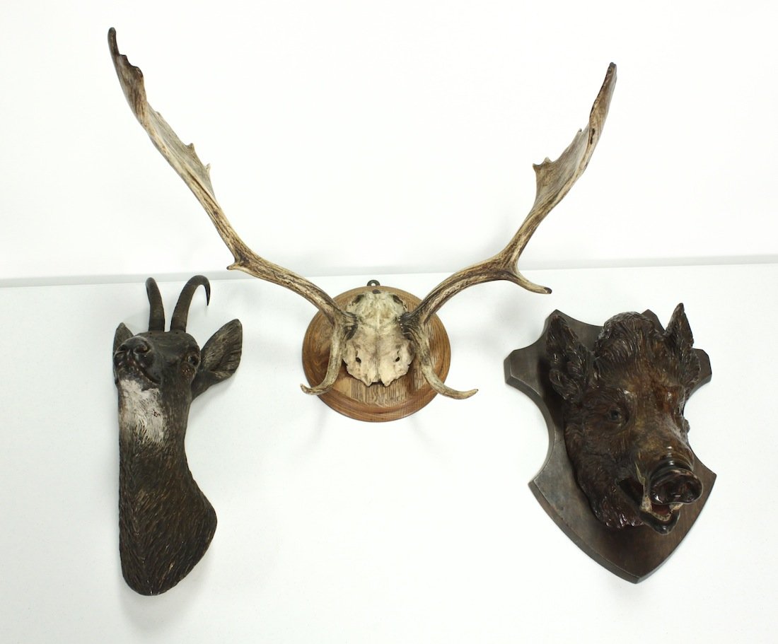 Group Of Three Black Forest Animal Mounts: Including A Carved Wooden Boar's Head, A Carved Wood Axis Deer Mount, Together With A Framed Stag Horn Mount 14h X 25w X 20d