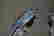 item-29932847=3