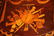 Early 19th Century Continental Marquetry - 3