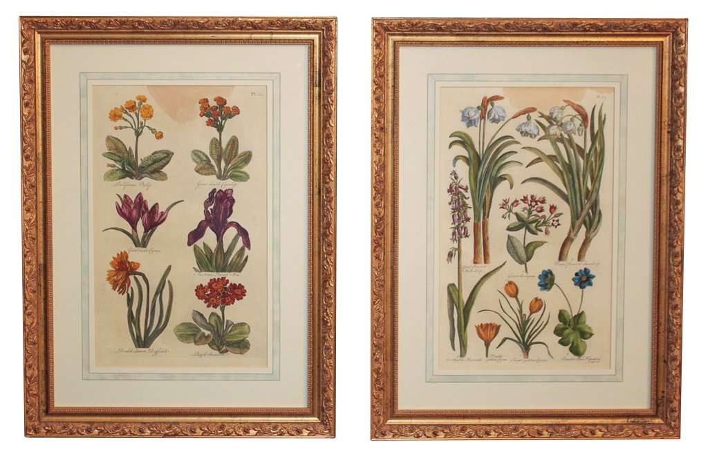 Pair Of English Botanical Engravings In Gilt (1 of 7)