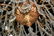Fine 18-light Italian Chandelier - 3