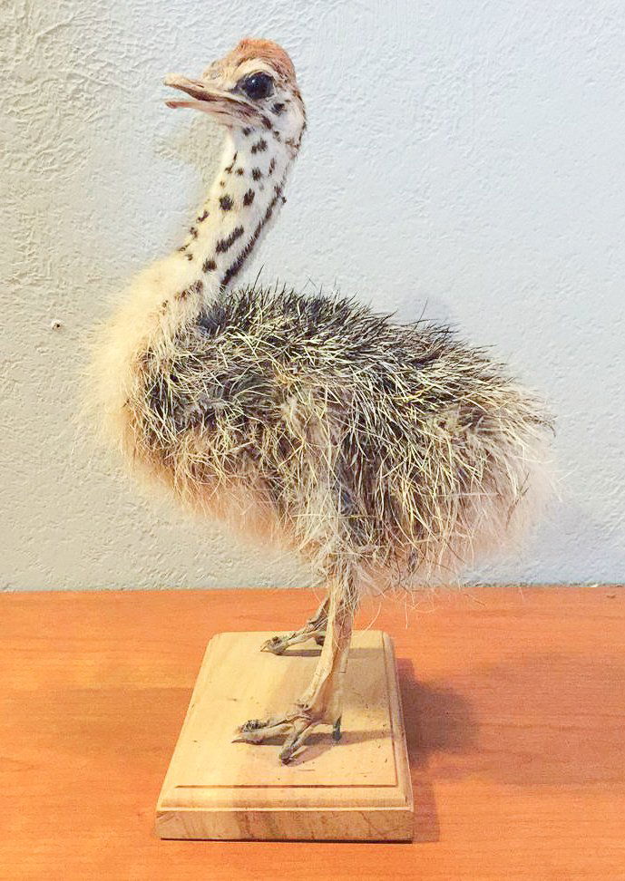 Rare Taxidermy Baby Ostrich (1 of 2)