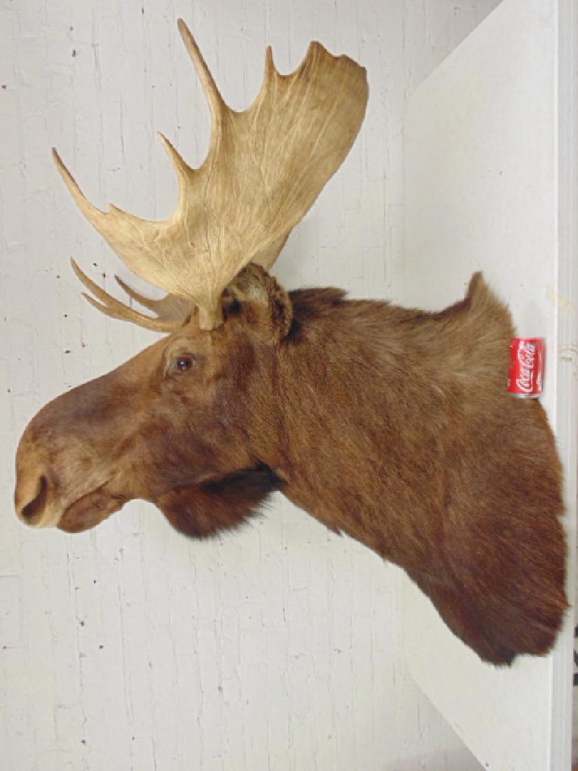 Moose taxidermy by James L. Clark (1 of 8)