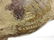 2 Vienna bronze cold painted dogs, Irish setter - 4