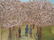 Painting, blossoming orchard, Lawrence Rothbort - 2