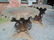 Pair large 19th Century Greek Revival style planters - 9