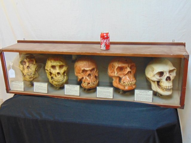 Display with early skull models, "Proconsul Faricanus";: Display with early skull models, "Proconsul Faricanus"; "Australapithecus Afarensis (Lucy)"; "Homo Erectus"; "Homo Neanderthalensis" & "Homo Sapiens (modern human)", display is 53" by 10.75", height i