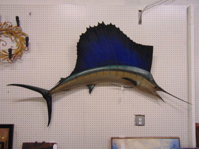 Large mounted sailfish, 79" long, height is 26" tall: Large mounted sailfish, 79" long, height is 26" tall (belly to top sail), some "points" on the sail are bent, overall in good condition.