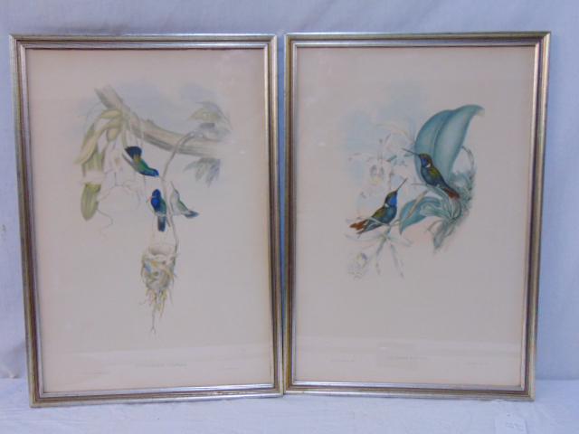 2 bird prints, Hylocharis Cyaneus & Coeligena Wilsoni, (1 of 7)