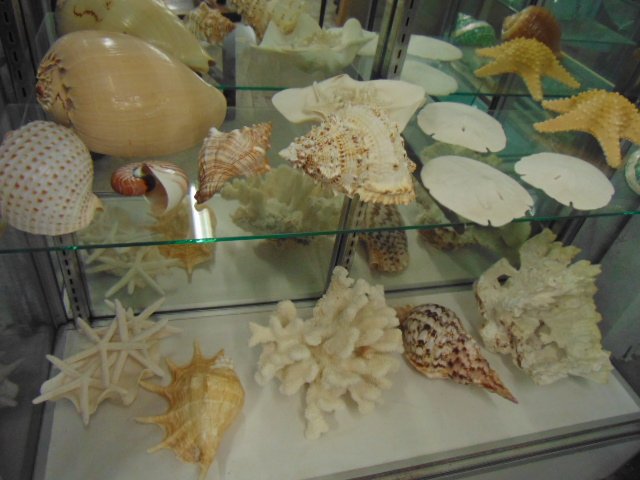Coral, sea shell & sand dollar collection (1 of 8)