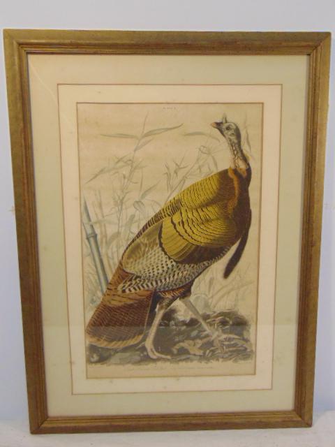 Audubon print, "Great American Cock Male", Turkey,: Audubon print, "Great American Cock Male", Turkey, drawn by Audubon, engraved by W.H. Lizars, some foxing, stains, 18" by 11.5" (visible art only)