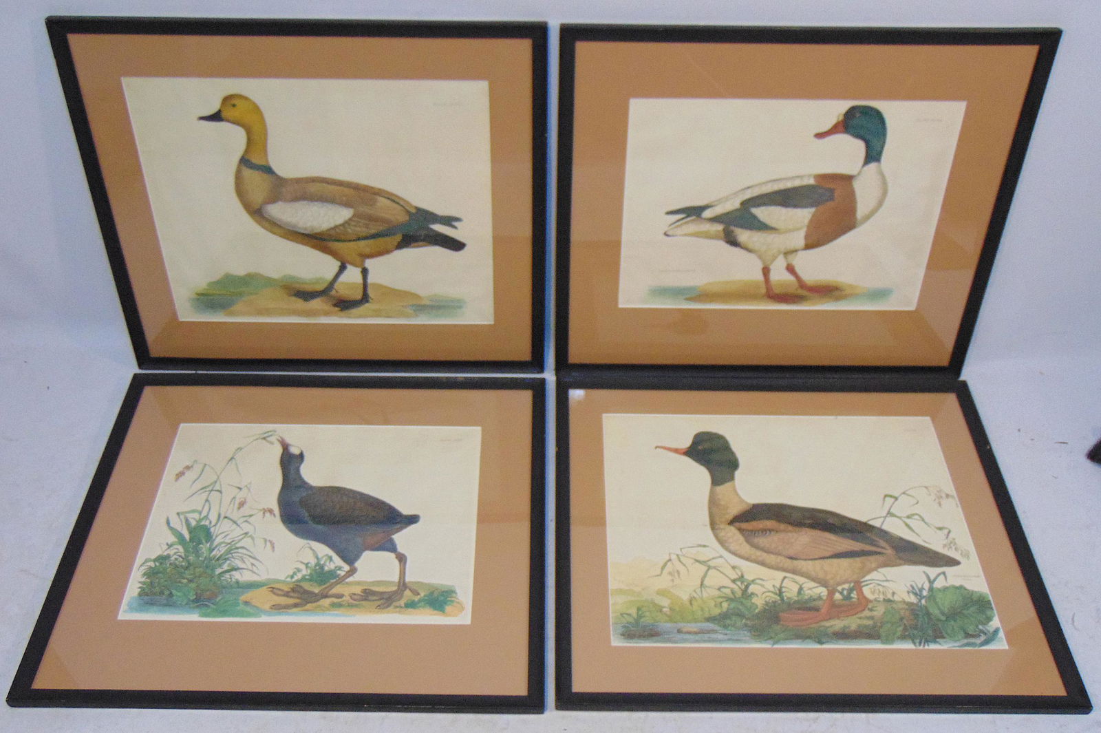 4 Prideaux John Selby, Hand-Colored Engravings, (1 of 13)