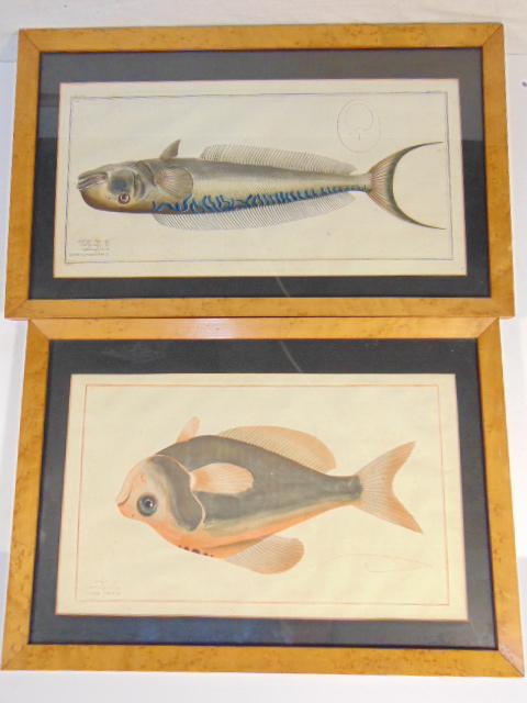 2 early fish etchings. "Coryphaena Plumieri" 8" by 16" (1 of 9)
