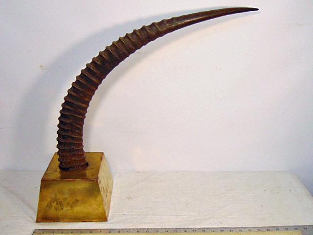 Mounted antelope horn, on brass base, 33" long. (1 of 4)