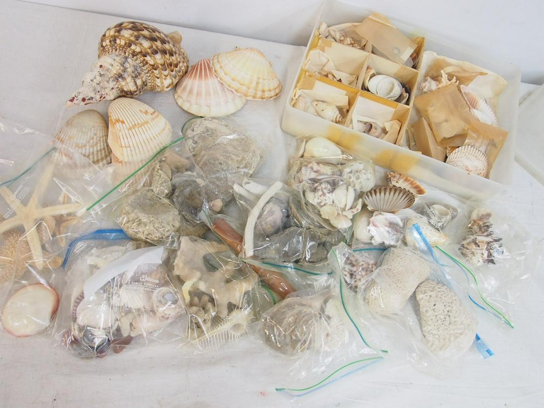 Sea Shell collection, various exotic sea shells, sea stars, coral and more. (1 of 5)