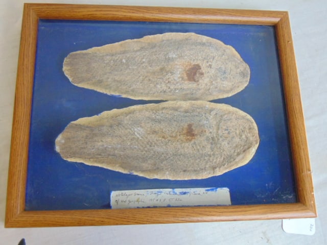 Fossil fish, "Notelops brama", Brazil, in case, fossil is 10" long, (1 of 5)