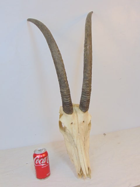 Antelope skull with horns, 34" top to bottom (1 of 4)