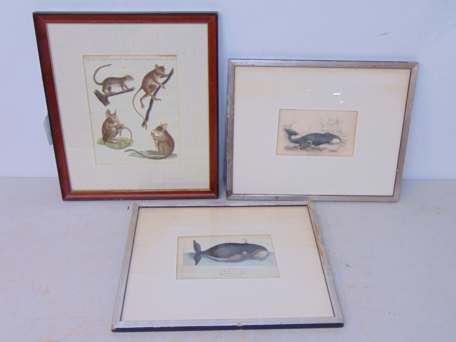 3 early prints, two whale prints & print with 4 monkey, Possums (?), "The Greenland Whale".: 3 early prints, two whale prints & print with 4 monkey, Possums (?), "The Greenland Whale".