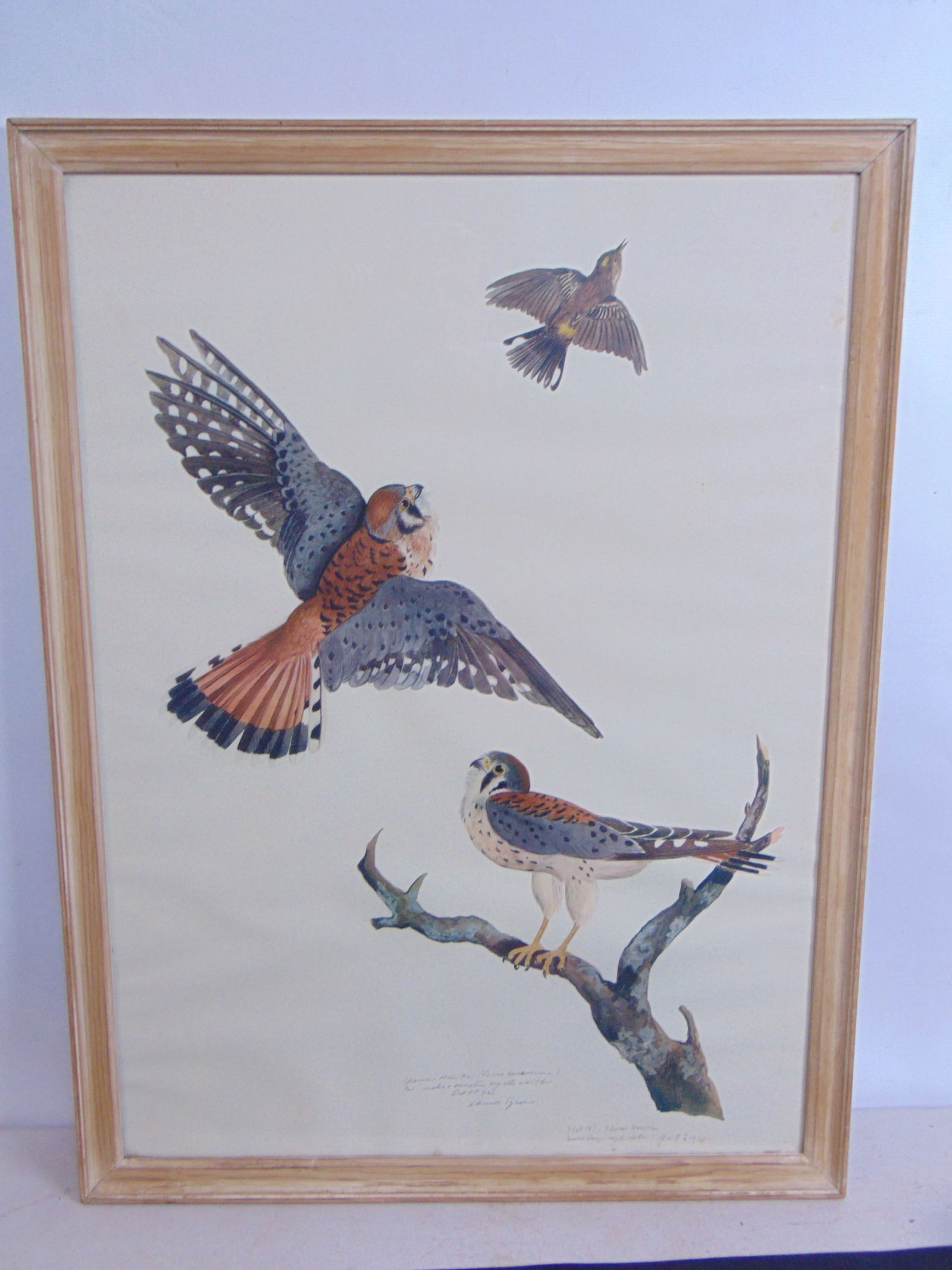 Off set lithograph, "Sparrow Hawks", by Carroll Sargent Tyson, plate 147, 1920, 29" by 21.25", Made (1 of 8)