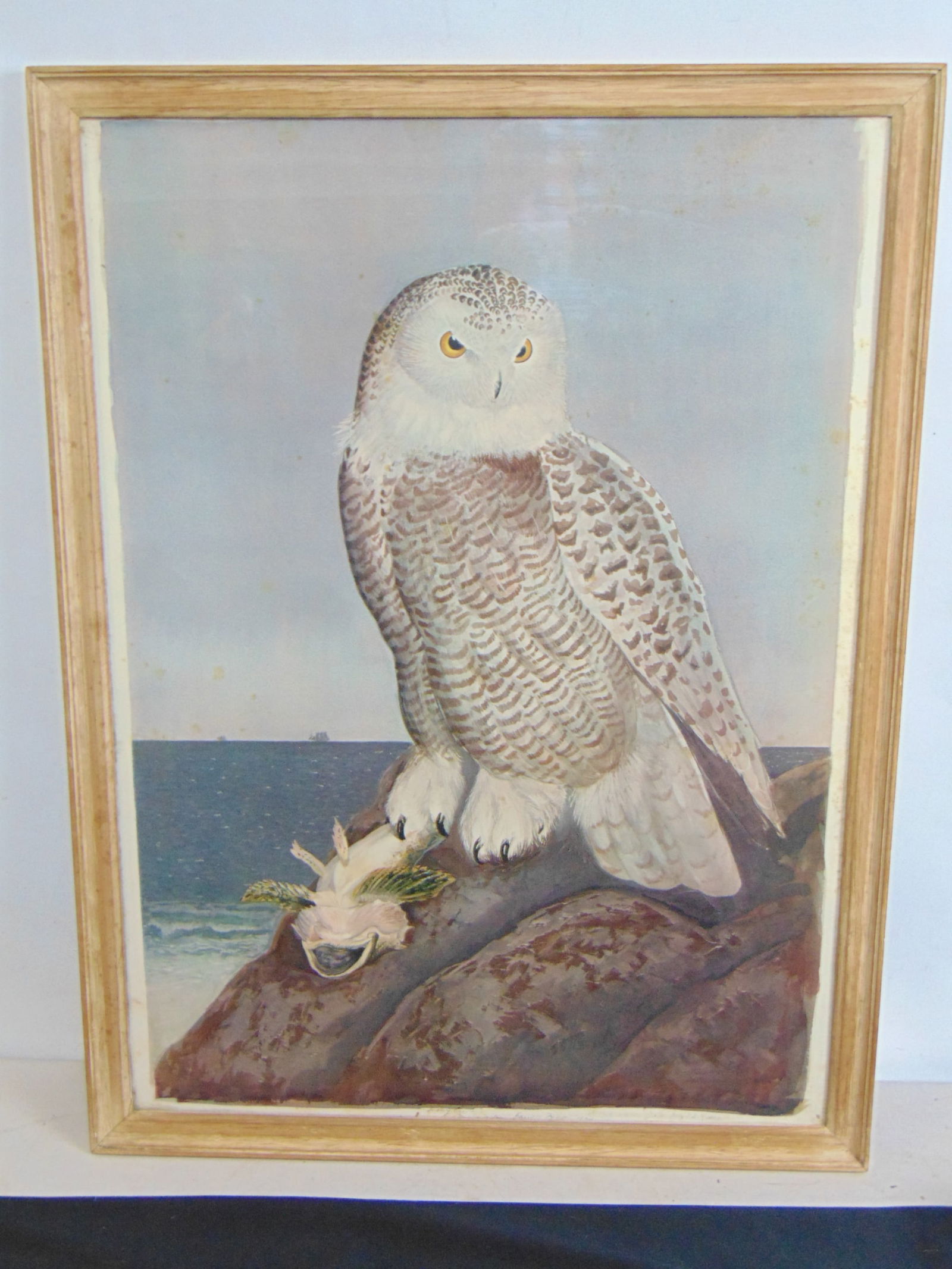 Off set lithograph, "Snowy Owl", by Carroll Sargent Tyson, plate 124, 1920, 29" by 21.25", on (1 of 9)