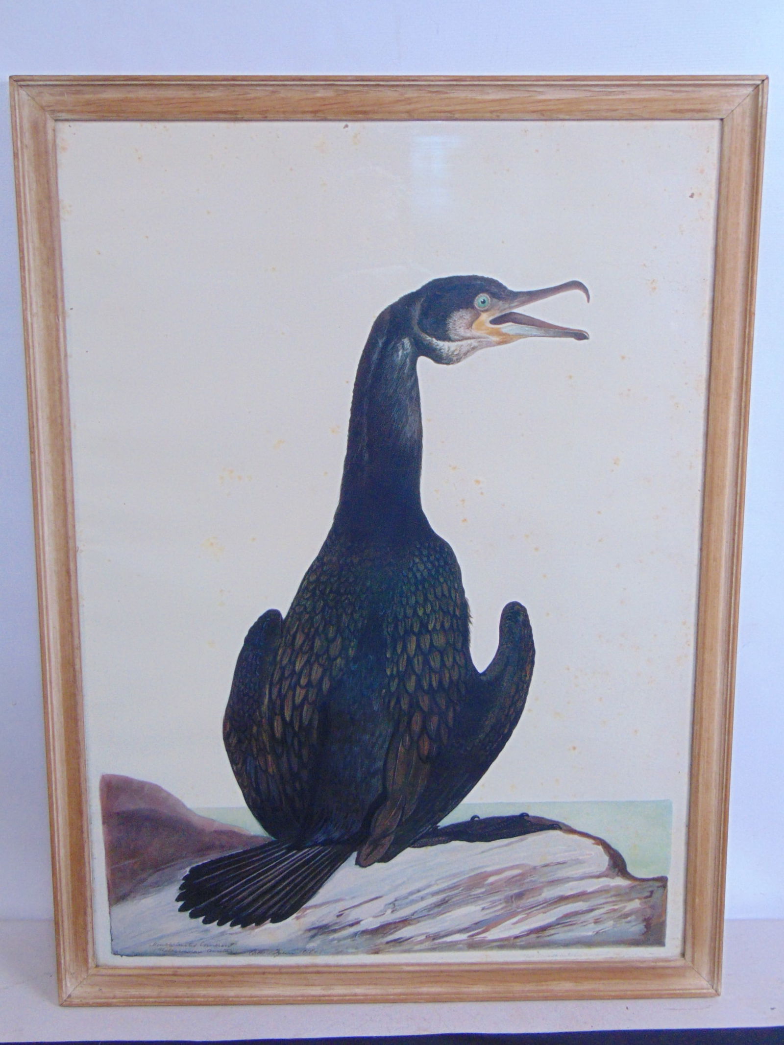 Off set lithograph, "Double Crested Cormorant", by Carroll Sargent Tyson, plate 80, 1918, 29" by (1 of 10)