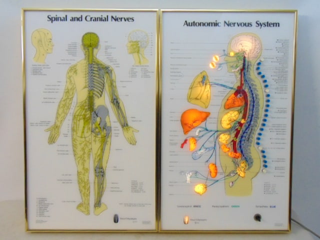 Vintage medical display by Visual Odyssey Inc. art by Ed Jones, Design and Direction by Bruce (1 of 8)