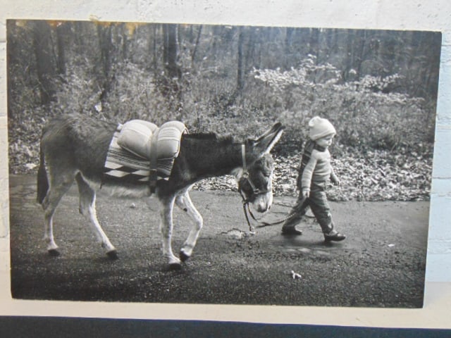 Photograph by Guy Gillette, boy with donkey, 11" by 16 7/8", print # 10170 (1 of 3)
