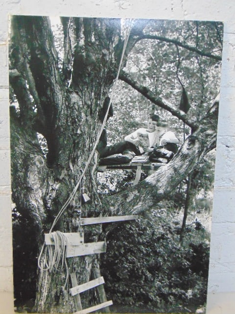 Photograph by Guy Gillette, boys reading in treehouse, 16.75" by 11 3/8", marked 288 C11: Photograph by Guy Gillette, boys reading in treehouse, 16.75" by 11 3/8", marked 288 C11