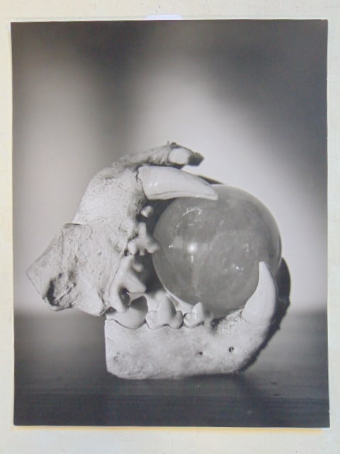 Photograph, crystal ball in bear skull, unsigned, 17.75" by 13 7/8": Photograph, crystal ball in bear skull, unsigned, 17.75" by 13 7/8"