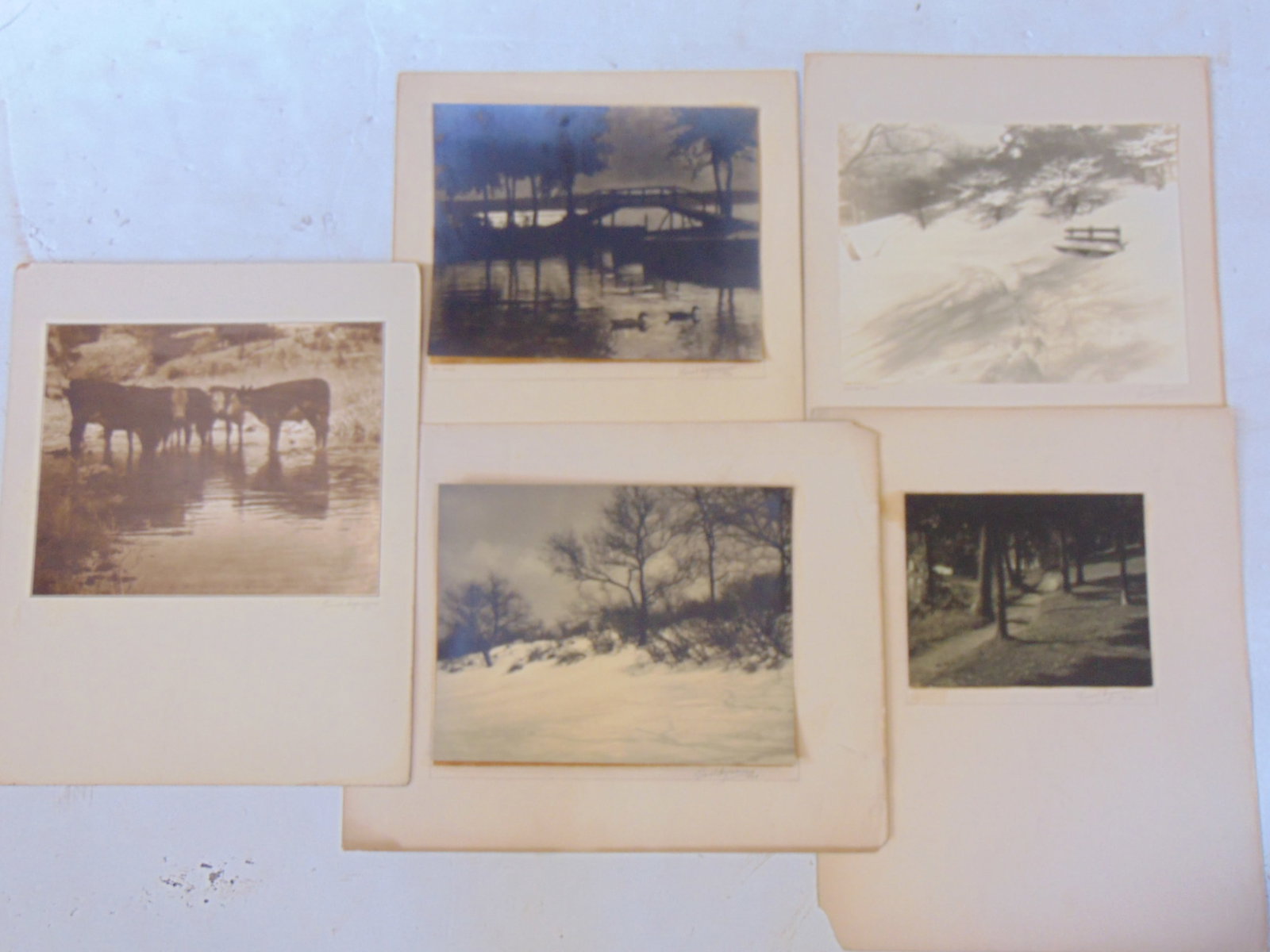 5 photographs by Lionel Heymann, for the Fort Dearborn Camera Club, Chicago, 1930's, includes "Cows: 5 photographs by Lionel Heymann, for the Fort Dearborn Camera Club, Chicago, 1930's, includes "Cows in Stream; Wintry Park; A Wopodland Path; Motif-Lincoln Park & At Dusk, various sizes, signed with l