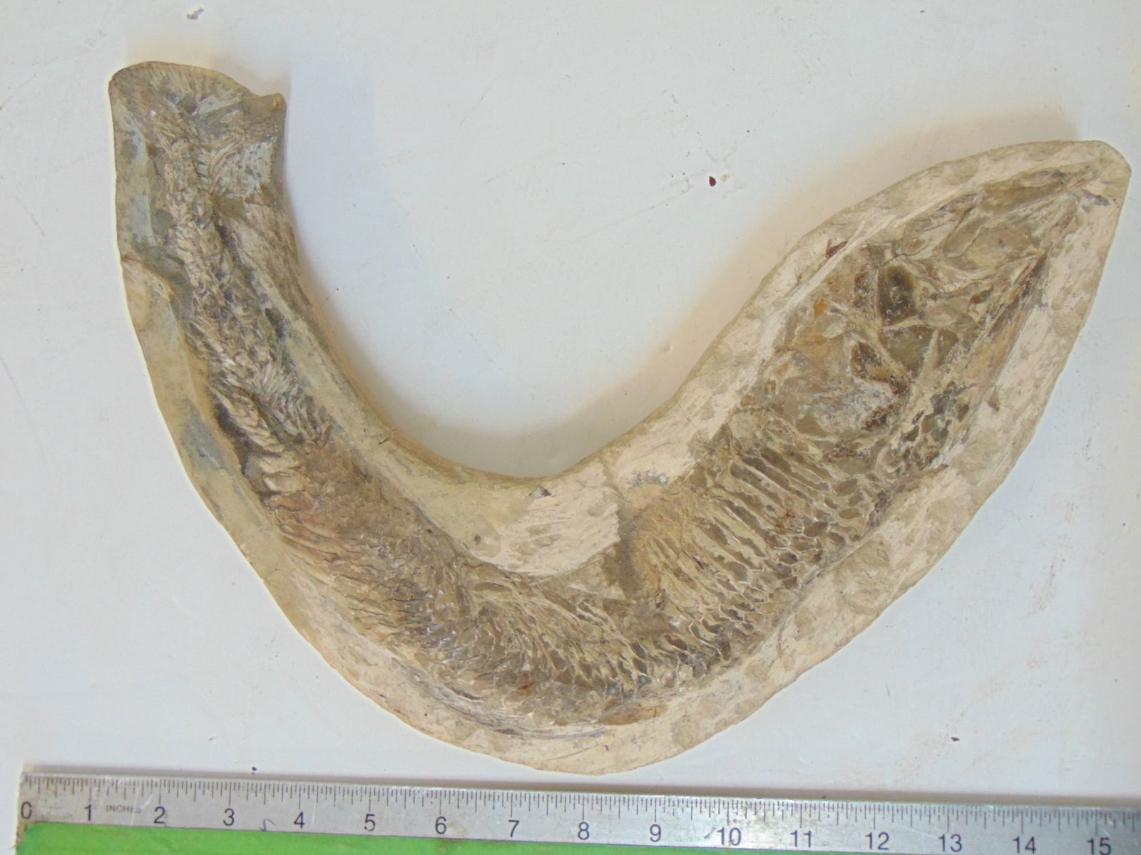 Fish fossil, elongated fish, boomerang shaped fossil, 14" wide measured across: Fish fossil, elongated fish, boomerang shaped fossil, 14" wide measured across