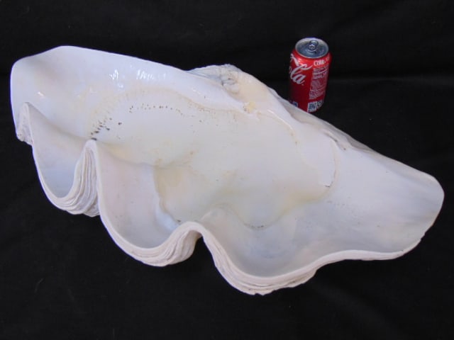 Giant clam shell, 24: wide, 16" deep. (1 of 6)