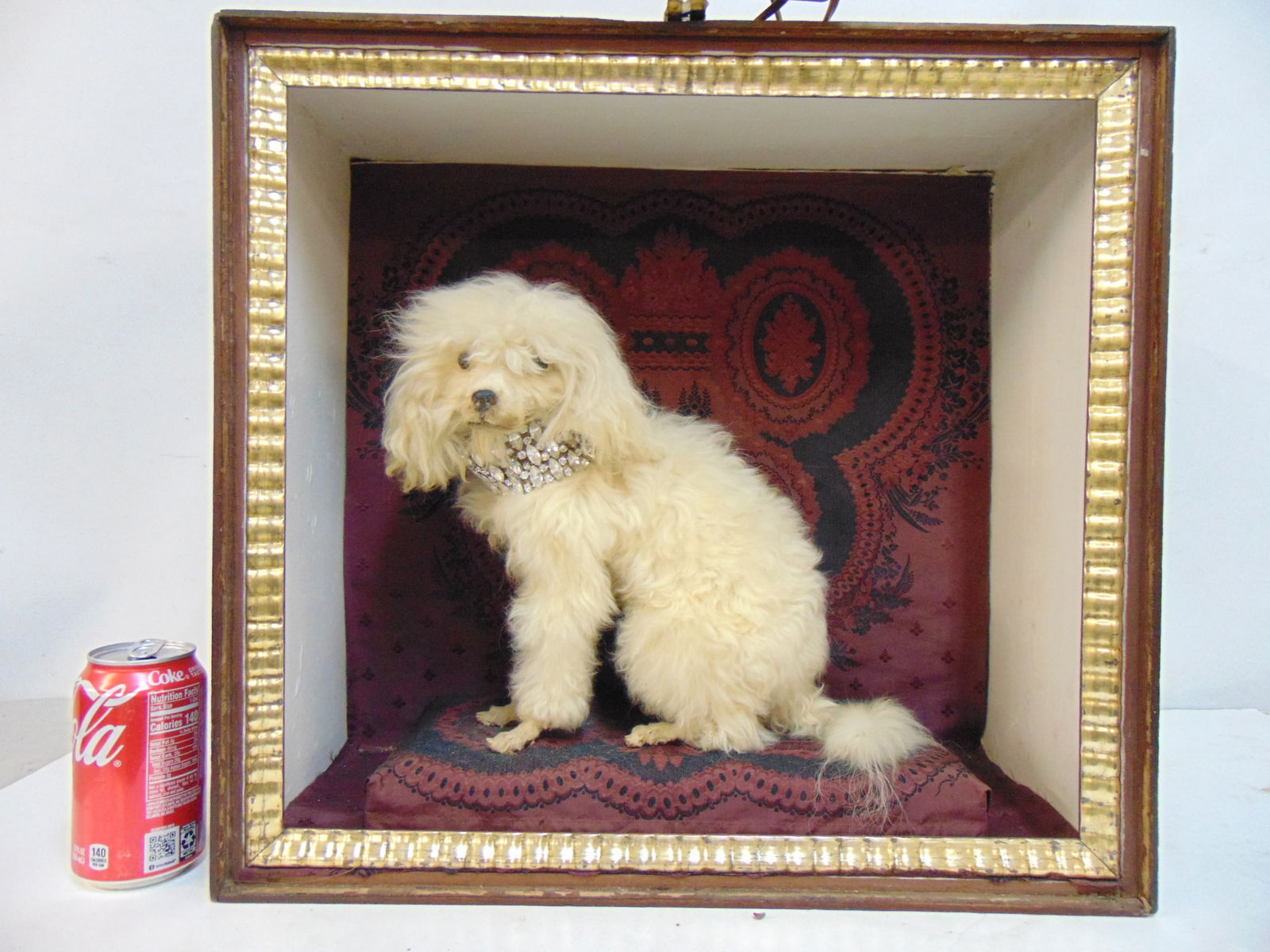 Small taxidermy dog in case, white dog with jeweled necklace, case is 18" by 19.25" (1 of 4)