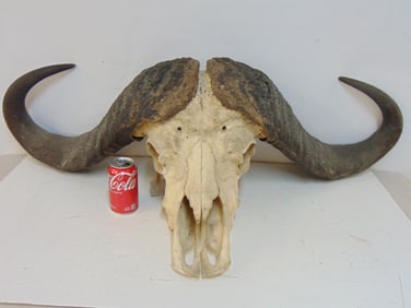 Water Buffalo skull with large horns, 42" wide, depth is 21", height is 13.5"