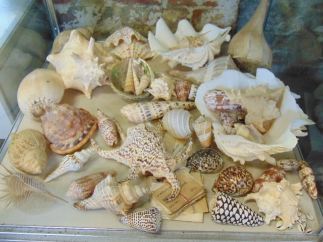Collection exotic sea shells, various sea shells, sizes vary (1 of 5)